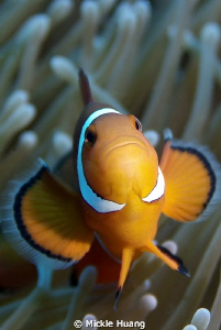 HAPPY NEW YEAR !
Clown anemonefish
Orchid Island Taiwan by Mickle Huang 